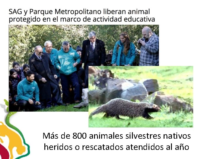 Más de 800 animales silvestres nativos heridos o rescatados atendidos al año 