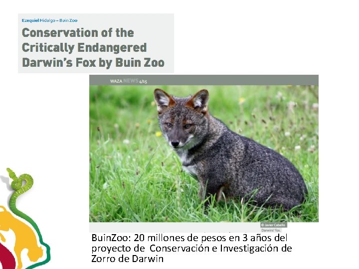 Buin. Zoo: 20 millones de pesos en 3 años del proyecto de Conservación e