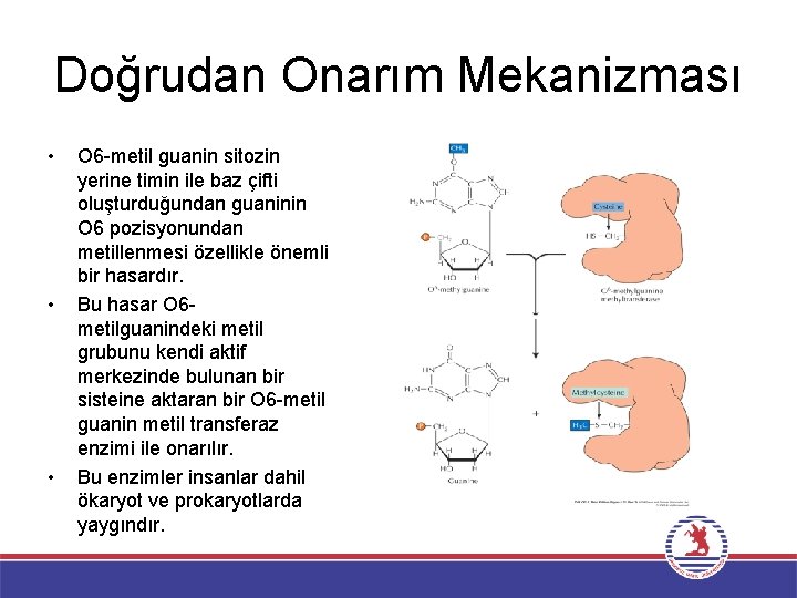 Doğrudan Onarım Mekanizması • • • O 6 -metil guanin sitozin yerine timin ile