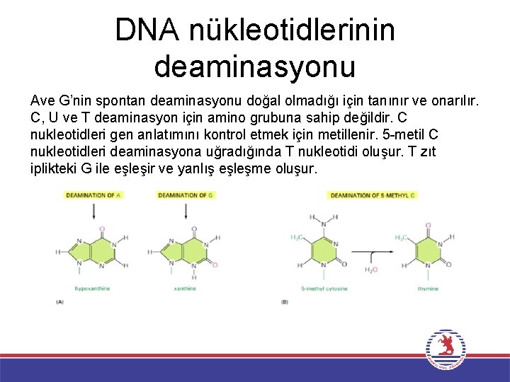 DNA nükleotidlerinin deaminasyonu Ave G’nin spontan deaminasyonu doğal olmadığı için tanınır ve onarılır. C,