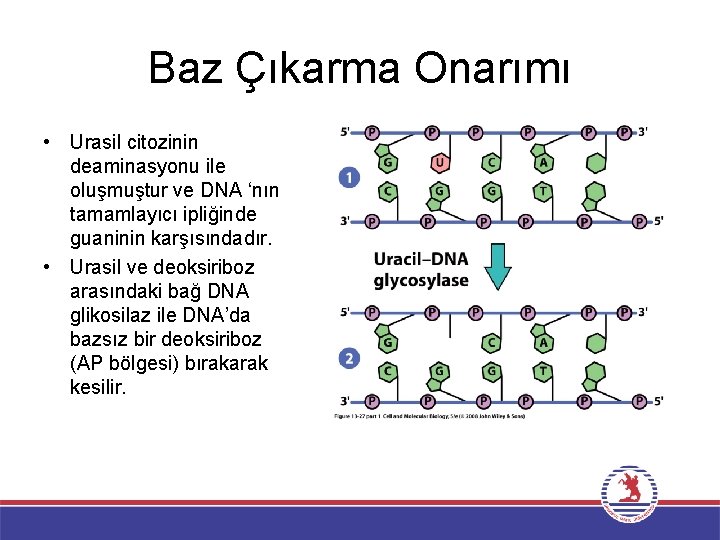 Baz Çıkarma Onarımı • Urasil citozinin deaminasyonu ile oluşmuştur ve DNA ‘nın tamamlayıcı ipliğinde