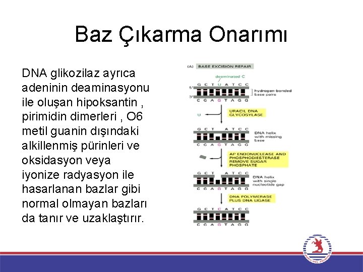 Baz Çıkarma Onarımı DNA glikozilaz ayrıca adeninin deaminasyonu ile oluşan hipoksantin , pirimidin dimerleri