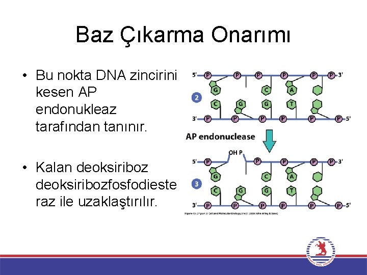 Baz Çıkarma Onarımı • Bu nokta DNA zincirini kesen AP endonukleaz tarafından tanınır. •