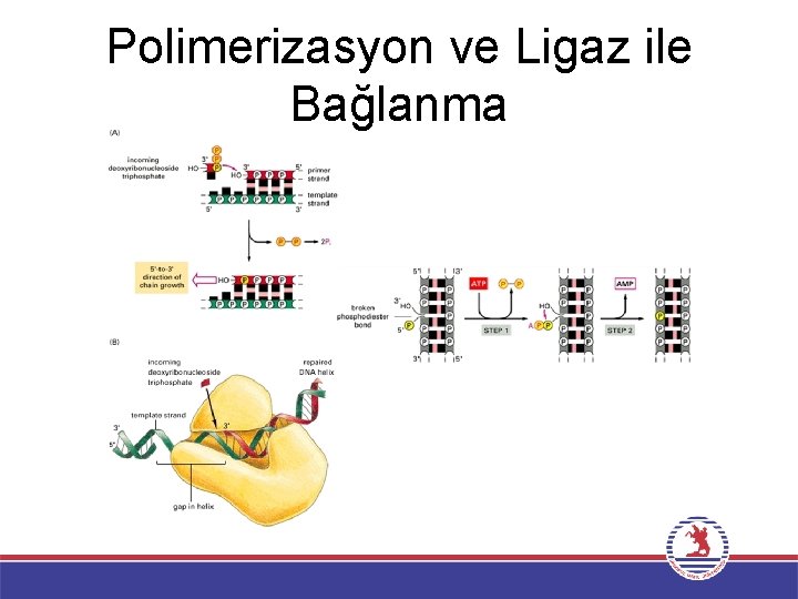Polimerizasyon ve Ligaz ile Bağlanma 