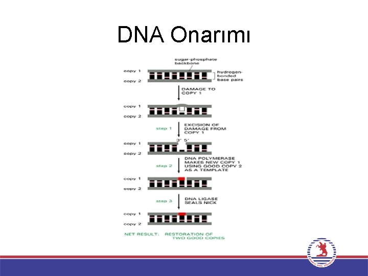 DNA Onarımı 