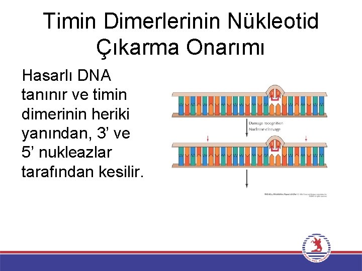 Timin Dimerlerinin Nükleotid Çıkarma Onarımı Hasarlı DNA tanınır ve timin dimerinin heriki yanından, 3’