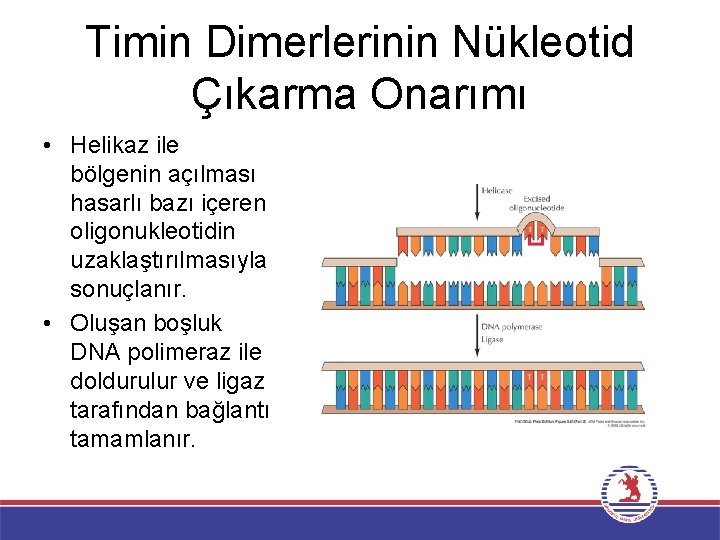 Timin Dimerlerinin Nükleotid Çıkarma Onarımı • Helikaz ile bölgenin açılması hasarlı bazı içeren oligonukleotidin