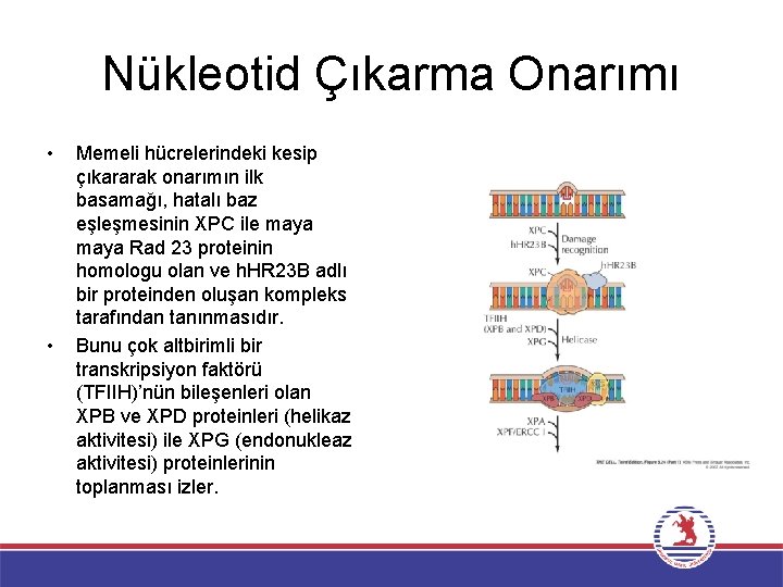 Nükleotid Çıkarma Onarımı • • Memeli hücrelerindeki kesip çıkararak onarımın ilk basamağı, hatalı baz