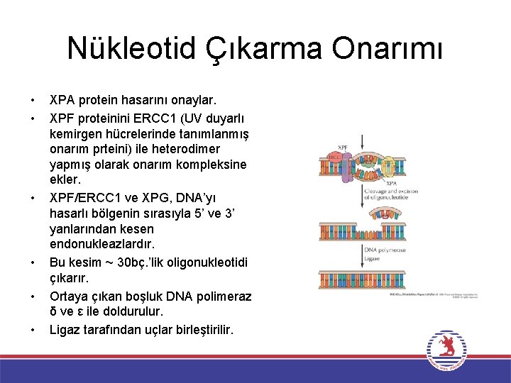 Nükleotid Çıkarma Onarımı • • • XPA protein hasarını onaylar. XPF proteinini ERCC 1