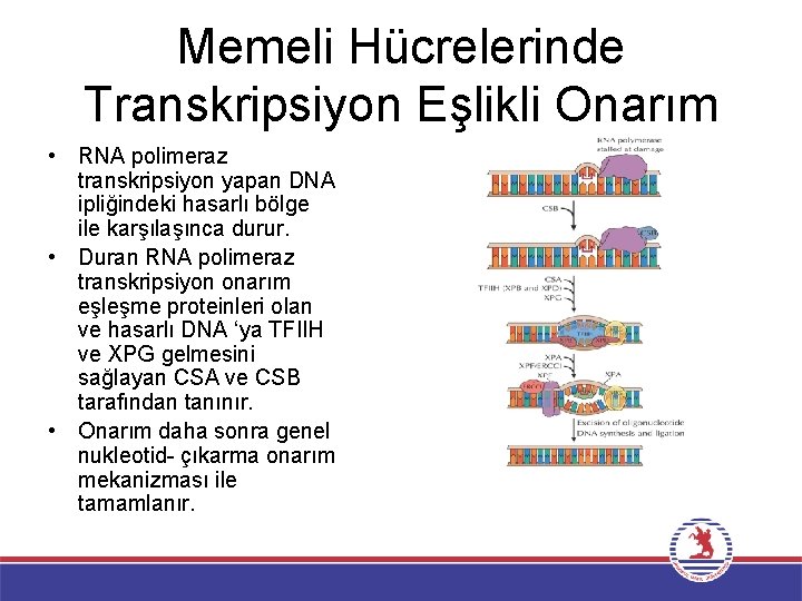 Memeli Hücrelerinde Transkripsiyon Eşlikli Onarım • RNA polimeraz transkripsiyon yapan DNA ipliğindeki hasarlı bölge