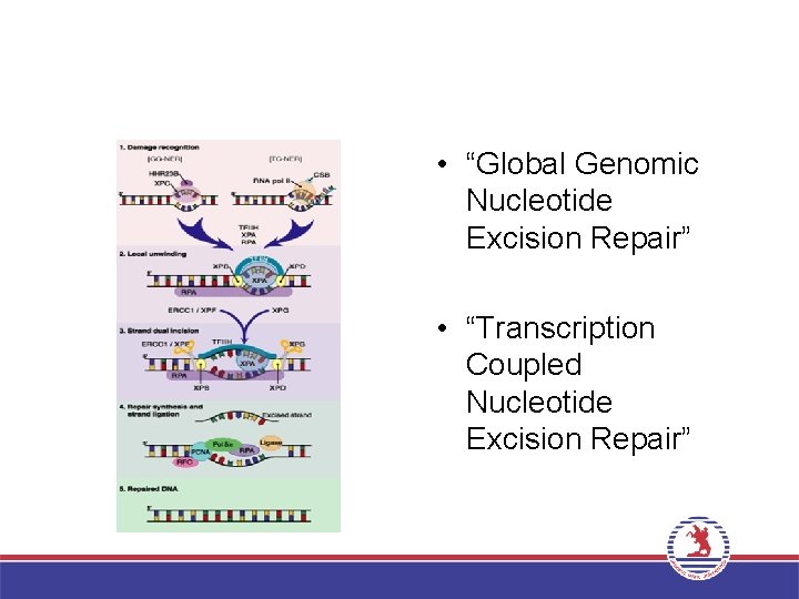  • “Global Genomic Nucleotide Excision Repair” • “Transcription Coupled Nucleotide Excision Repair” 