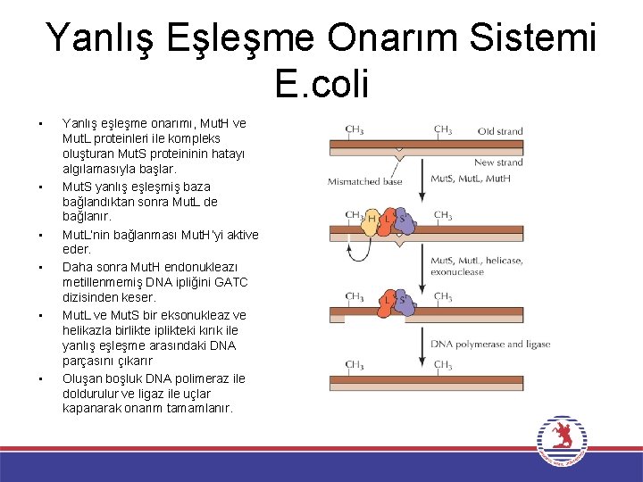 Yanlış Eşleşme Onarım Sistemi E. coli • • • Yanlış eşleşme onarımı, Mut. H