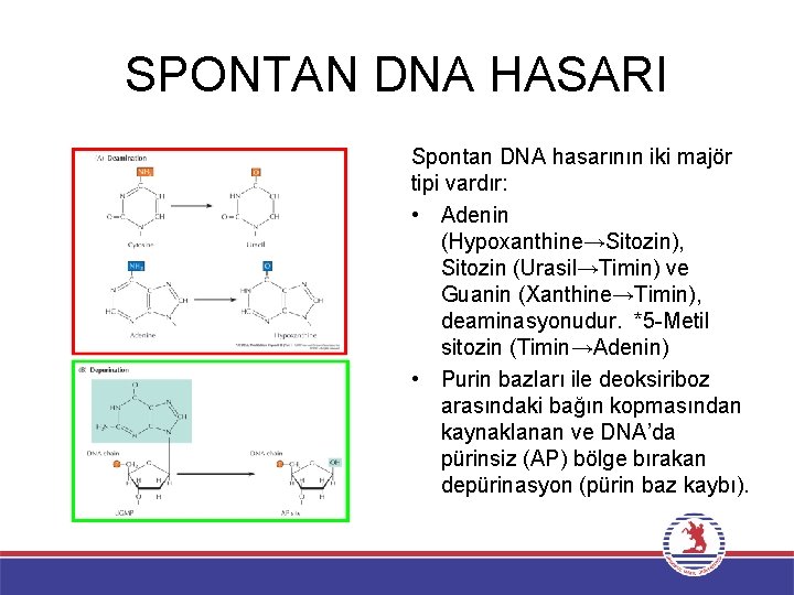 SPONTAN DNA HASARI Spontan DNA hasarının iki majör tipi vardır: • Adenin (Hypoxanthine→Sitozin), Sitozin