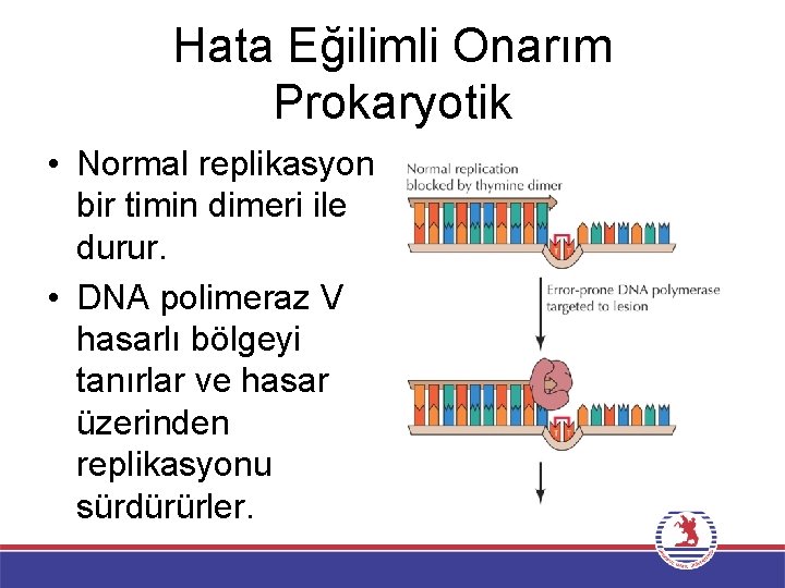 Hata Eğilimli Onarım Prokaryotik • Normal replikasyon bir timin dimeri ile durur. • DNA