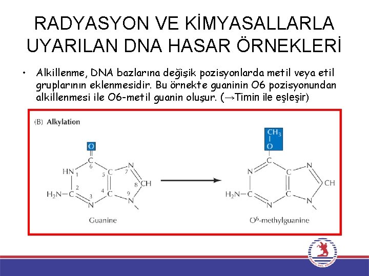 RADYASYON VE KİMYASALLARLA UYARILAN DNA HASAR ÖRNEKLERİ • Alkillenme, DNA bazlarına değişik pozisyonlarda metil