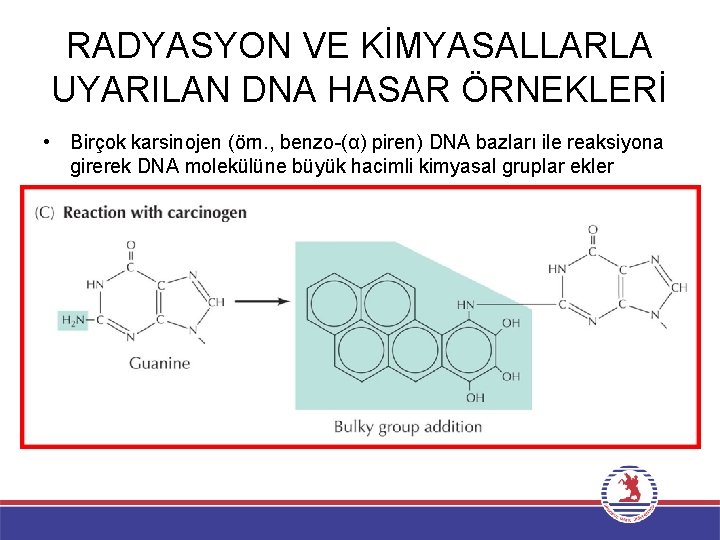 RADYASYON VE KİMYASALLARLA UYARILAN DNA HASAR ÖRNEKLERİ • Birçok karsinojen (örn. , benzo-(α) piren)