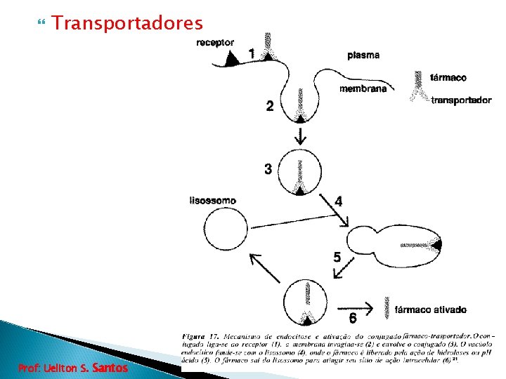  Transportadores Prof: Ueliton S. Santos 