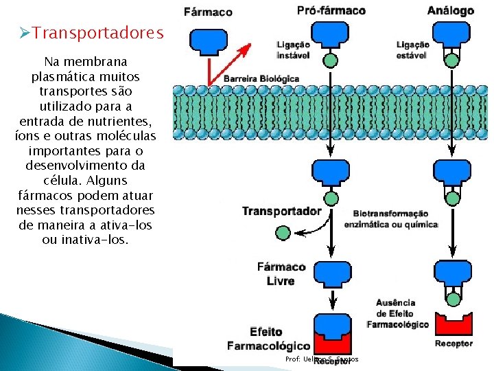 ØTransportadores Na membrana plasmática muitos transportes são utilizado para a entrada de nutrientes, íons