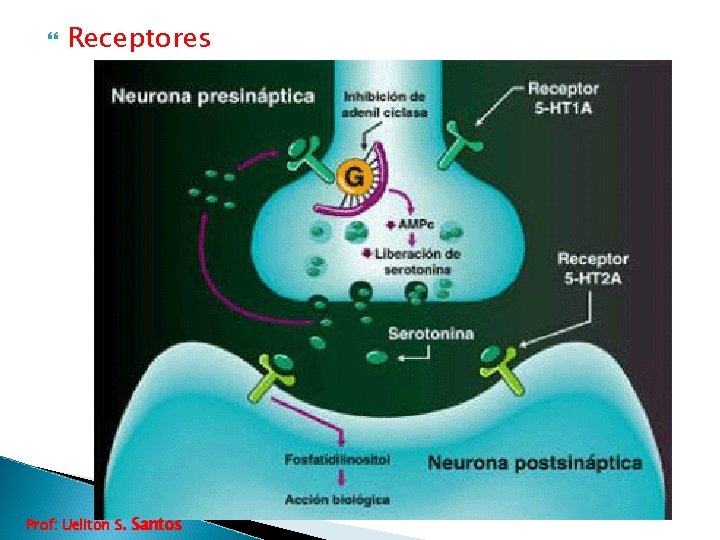  Receptores Prof: Ueliton S. Santos 