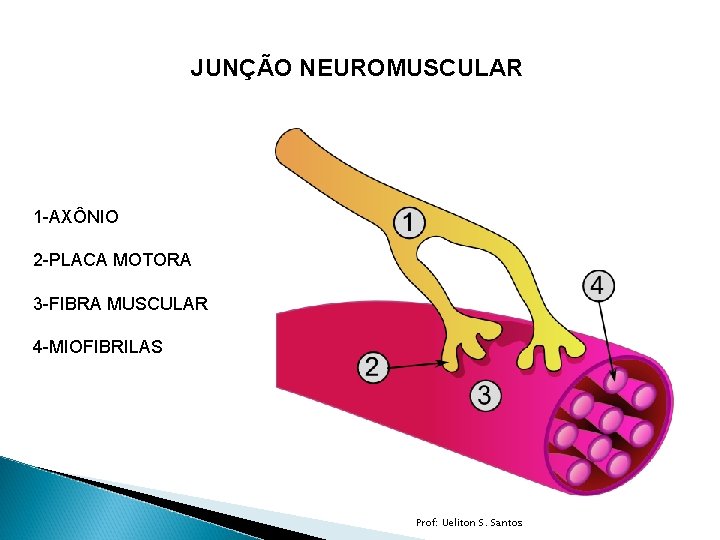 JUNÇÃO NEUROMUSCULAR 1 -AXÔNIO 2 -PLACA MOTORA 3 -FIBRA MUSCULAR 4 -MIOFIBRILAS Prof: Ueliton