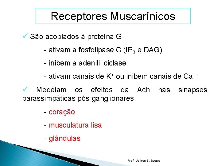 Receptores Muscarínicos ü São acoplados à proteína G - ativam a fosfolipase C (IP