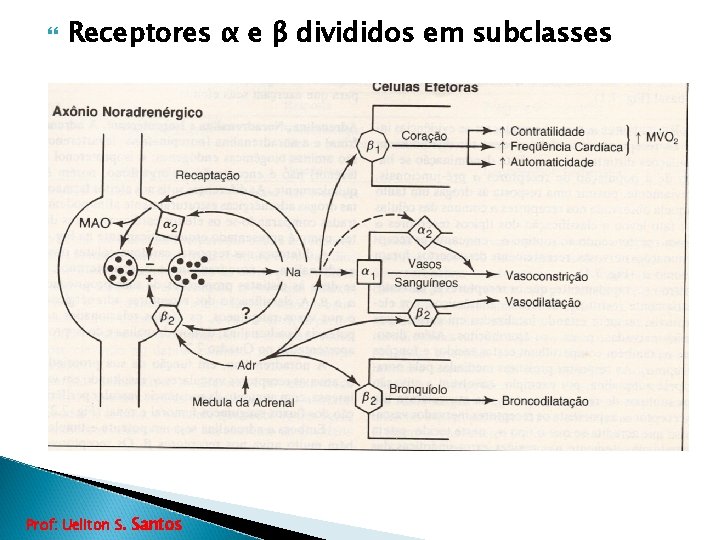  Receptores α e β divididos em subclasses Prof: Ueliton S. Santos 