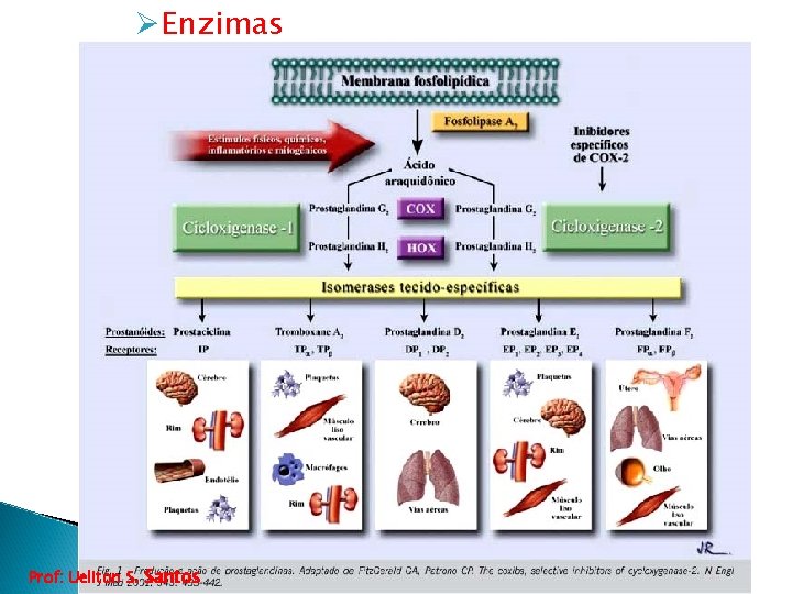 ØEnzimas Prof: Ueliton S. Santos 