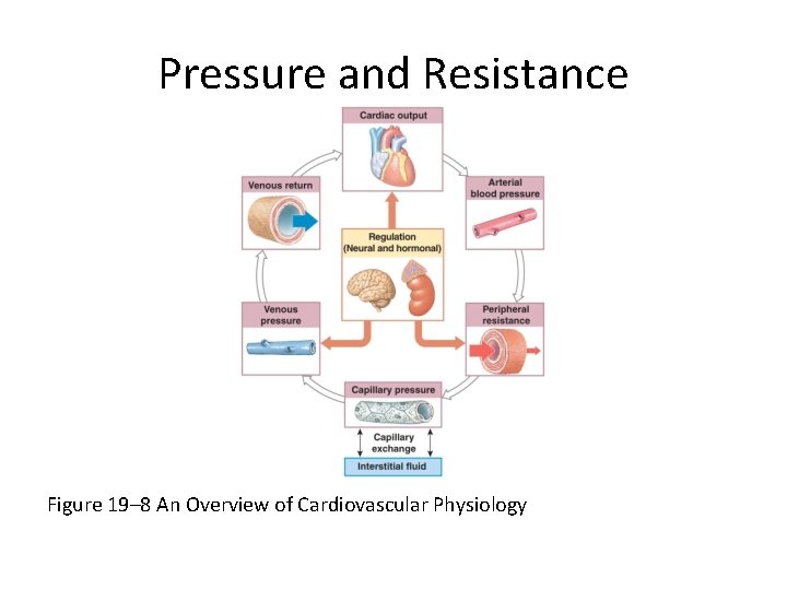 Pressure and Resistance Figure 19– 8 An Overview of Cardiovascular Physiology 