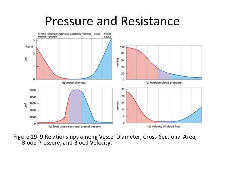 Pressure and Resistance Figure 19– 9 Relationships among Vessel Diameter, Cross-Sectional Area, Blood Pressure,