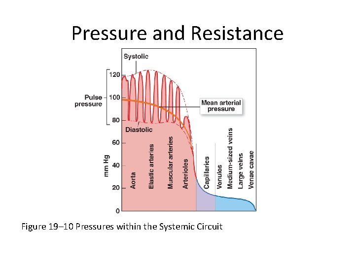 Pressure and Resistance Figure 19– 10 Pressures within the Systemic Circuit 