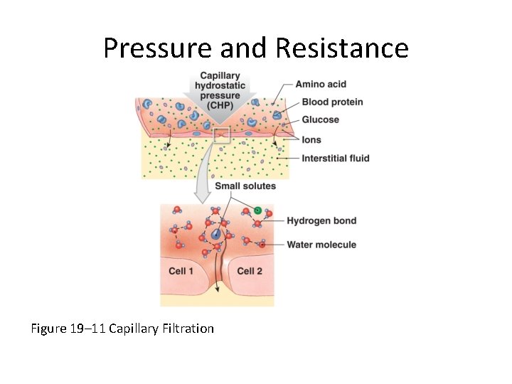 Pressure and Resistance Figure 19– 11 Capillary Filtration 