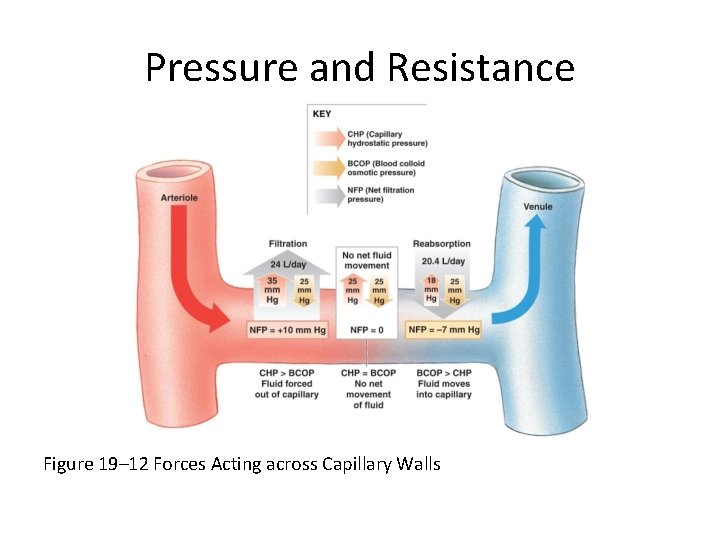 Pressure and Resistance Figure 19– 12 Forces Acting across Capillary Walls 