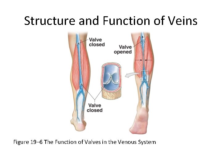 Structure and Function of Veins Figure 19– 6 The Function of Valves in the
