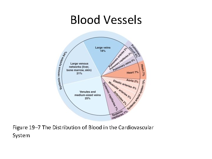 Blood Vessels Figure 19– 7 The Distribution of Blood in the Cardiovascular System 
