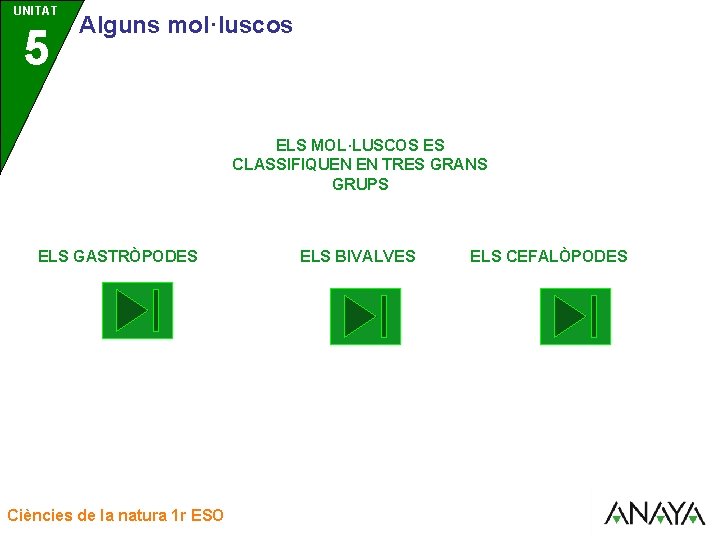 UNITAT UNIDAD 5 3 Alguns mol·luscos ELS MOL·LUSCOS ES CLASSIFIQUEN EN TRES GRANS GRUPS