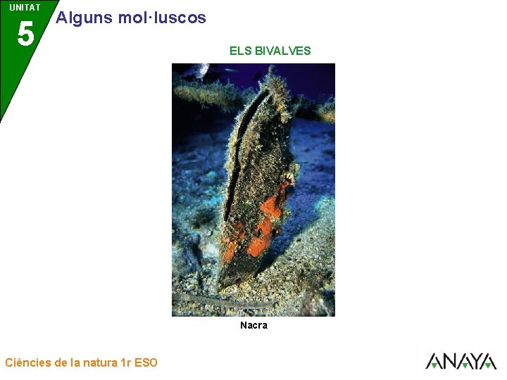 UNITAT UNIDAD 5 3 Alguns mol·luscos ELS BIVALVES Nacra Ciències de la natura 1