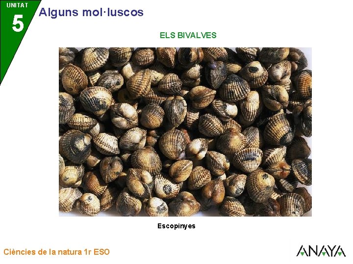 UNITAT UNIDAD 5 3 Alguns mol·luscos ELS BIVALVES Escopinyes Ciències de la natura 1