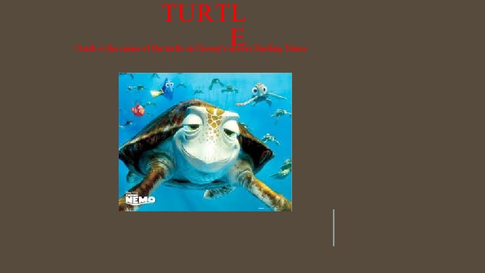 TURTL E Crush is the name of the turtle in Disney's movie Finding Nemo