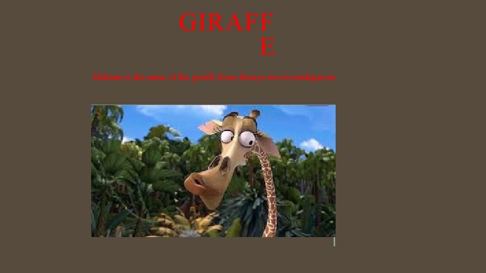 GIRAFF E Melman is the name of the giraffe from disneys movie madagascar 