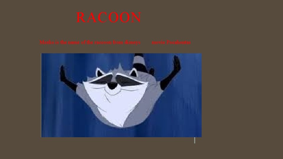 RACOON Meeko is the name of the raccoon from disneys movie Pocahontas 