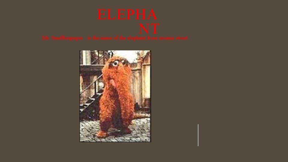 ELEPHA NT Mr. Snuffleupagus is the name of the elephant from sesame street 