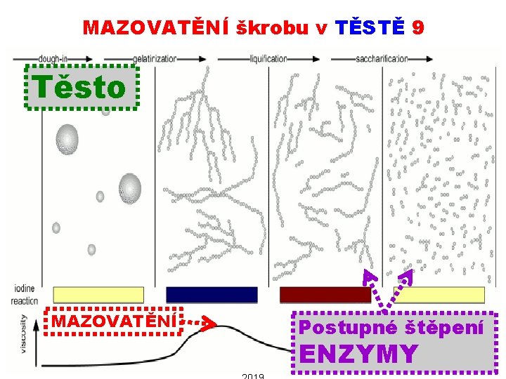 MAZOVATĚNÍ škrobu v TĚSTĚ 9 Těsto MAZOVATĚNÍ 06112019 Postupné štěpení ENZYMY PŘÍRODNÍ POLYMERY polysacharidy