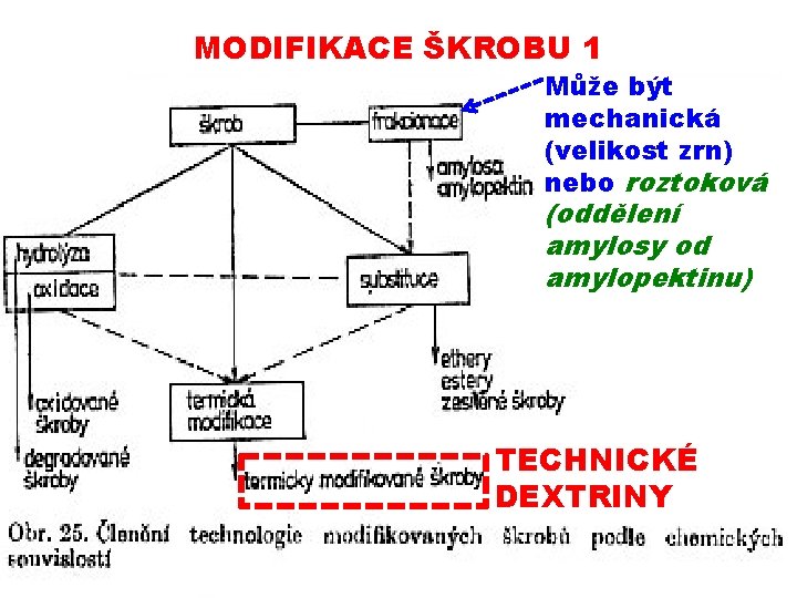 MODIFIKACE ŠKROBU 1 Může být mechanická (velikost zrn) nebo roztoková (oddělení amylosy od amylopektinu)