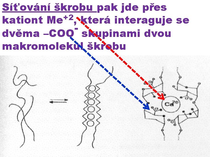 Síťování škrobu pak jde přes kationt Me+2, která interaguje se dvěma –COO skupinami dvou