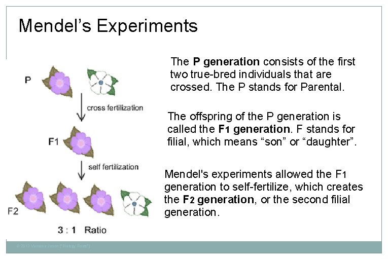 Mendel’s Experiments The P generation consists of the first two true-bred individuals that are