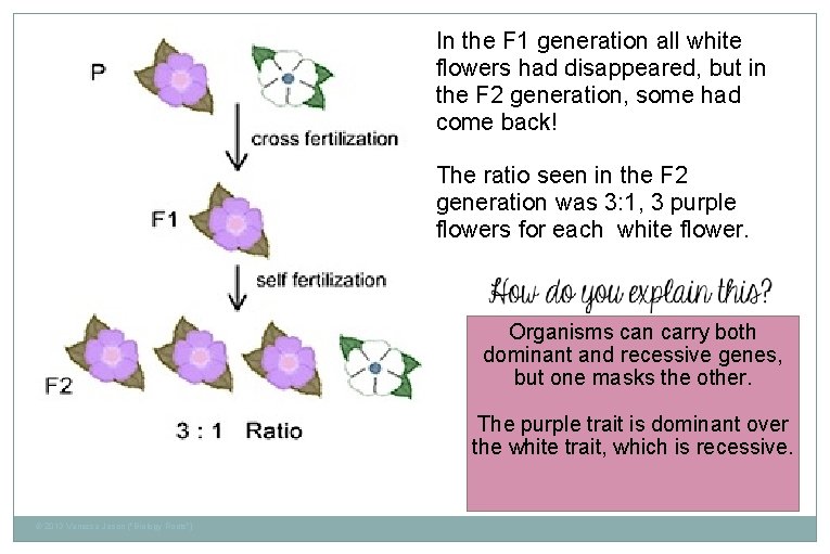 In the F 1 generation all white flowers had disappeared, but in the F