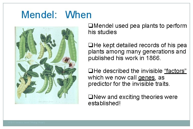 Mendel: When q. Mendel used pea plants to perform his studies q. He kept