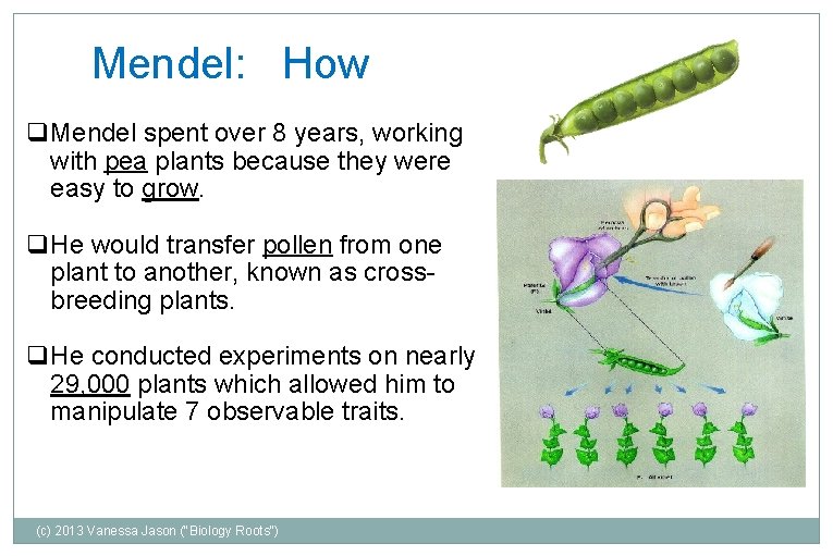 Mendel: How q. Mendel spent over 8 years, working with pea plants because they