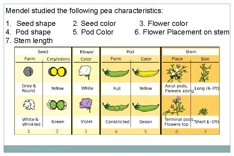 Mendel studied the following pea characteristics: 1. Seed shape 4. Pod shape 7. Stem