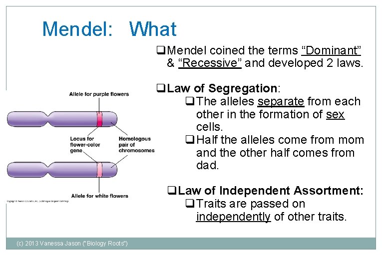 Mendel: What q. Mendel coined the terms “Dominant” & “Recessive” and developed 2 laws.